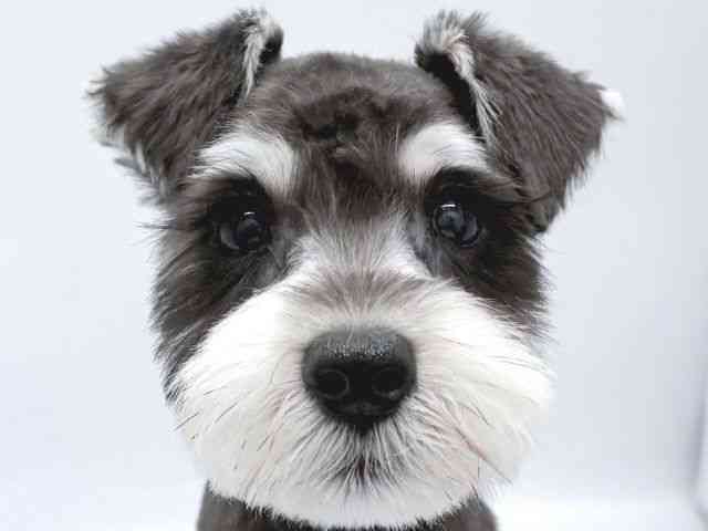 京都府のミニチュアシュナウザー (ひごペットフレンドリー京都店/2025年8月10日生まれ/女の子/ブラックシルバー)の子犬の1枚目の画像