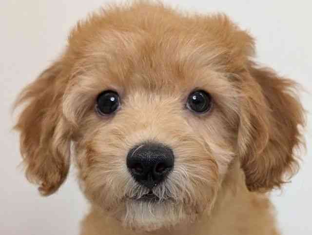 福岡県のトイプードル(トイ) (ひごペットフレンドリーリバーウォーク北九州店/2025年8月10日生まれ/女の子/レッド)の子犬の1枚目の画像