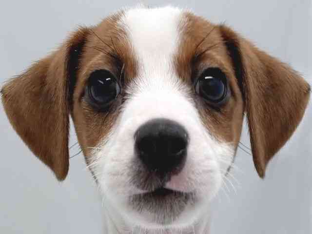 京都府のジャックラッセルテリア (ひごペットフレンドリー京都店/2025年8月10日生まれ/男の子/ホワイトタン)の子犬の1枚目の画像