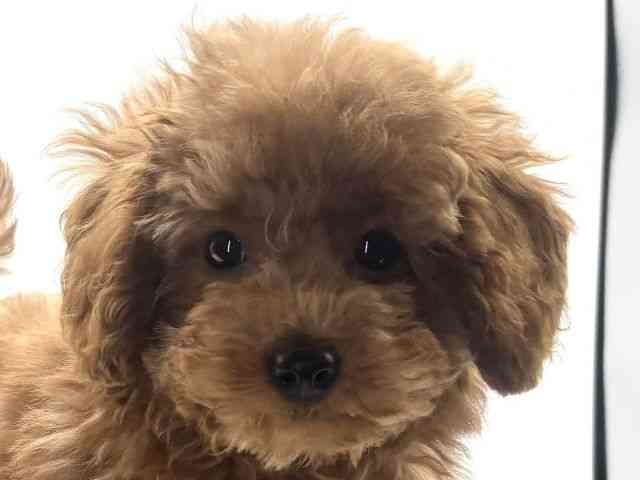 愛知県のトイプードル(トイ) (ひごペットフレンドリープライムツリー赤池店/2025年8月9日生まれ/男の子/レッド)の子犬の1枚目の画像