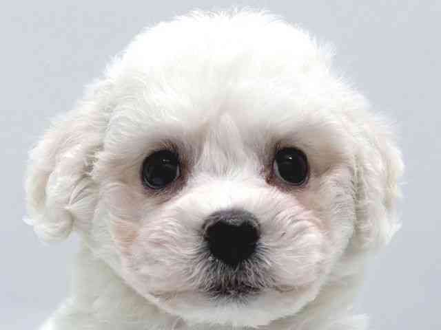 京都府のビションフリーゼ (ひごペットフレンドリー京都店/2025年8月10日生まれ/男の子/ホワイト)の子犬の1枚目の画像