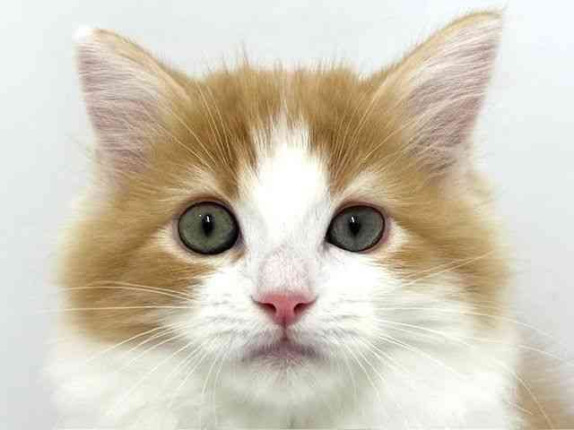 大阪府のミヌエット (ひごペットフレンドリーベルファⅡ都島店/2025年8月9日生まれ/男の子/レッドタビーホワイト)の子猫の1枚目の画像