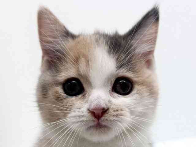 兵庫県のマンチカン (ひごペットフレンドリーブルメールHAT神戸店/2025年8月8日生まれ/女の子/ダイリュートキャリコ)の子猫の1枚目の画像