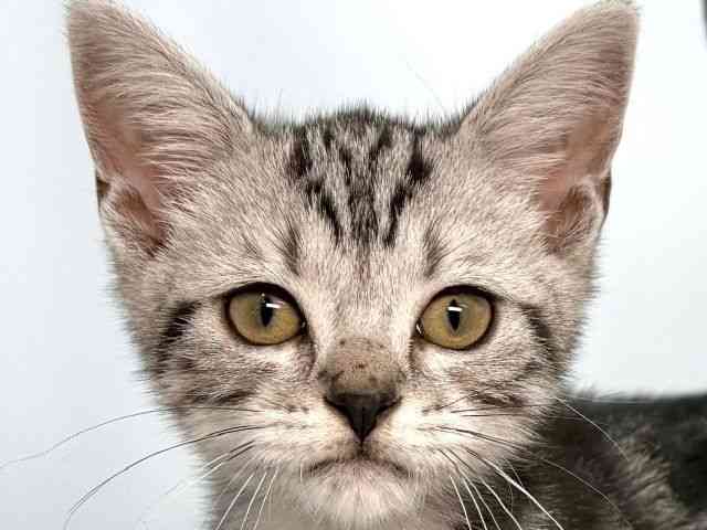 大阪府のアメリカンショートヘアー (ひごペットフレンドリーイオンそよら海老江店/2025年8月10日生まれ/男の子/シルバータビー)の子猫の1枚目の画像