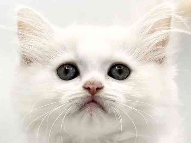 兵庫県のラガマフィン (ひごペットフレンドリークラウンパーク伊丹店/2025年8月10日生まれ/男の子/カメオタビーホワイト)の子猫の1枚目の画像