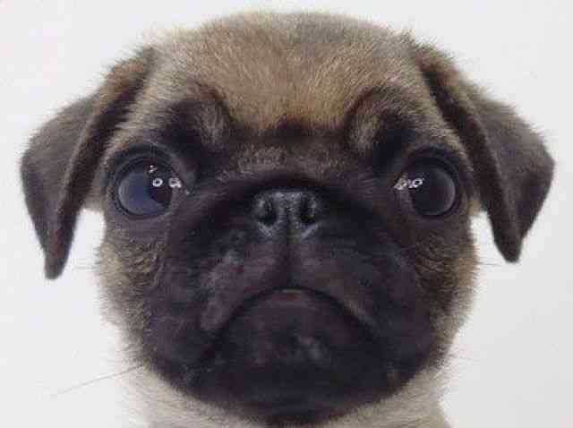 大阪府のパグ (ひごペットフレンドリーいこらもーる泉佐野店/2025年8月9日生まれ/男の子/フォーン)の子犬の1枚目の画像