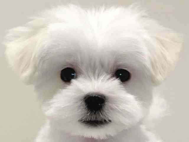 兵庫県のマルチーズ (ひごペットフレンドリーイトーヨーカドー明石店/2025年8月9日生まれ/女の子/ホワイト)の子犬の1枚目の画像