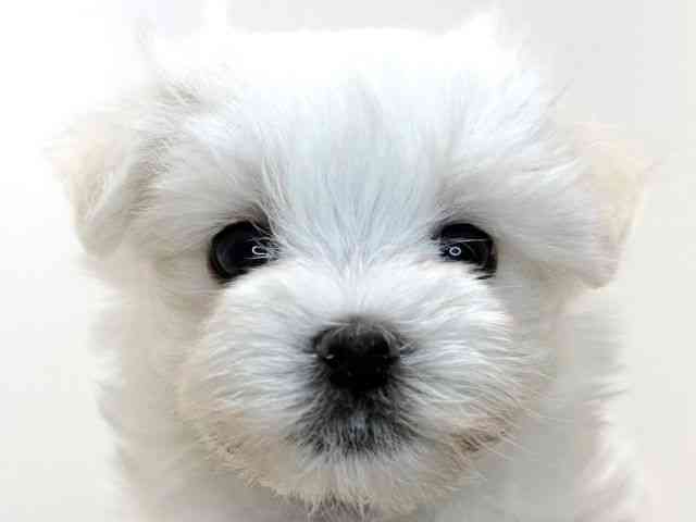 兵庫県のマルチーズ (ひごペットフレンドリーイトーヨーカドー明石店/2025年8月9日生まれ/女の子/ホワイト)の子犬の1枚目の画像