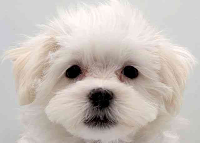 島根県のマルチーズ (ひごペットフレンドリーイオン松江ショッピングセンター店/2025年8月9日生まれ/女の子/ホワイト)の子犬の1枚目の画像