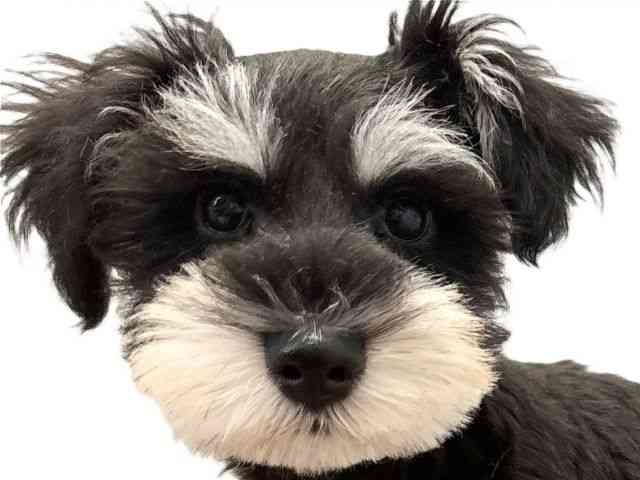 愛媛県のミニチュアシュナウザー (ひごペットフレンドリーエミフルMASAKI店/2025年8月8日生まれ/女の子/ブラックシルバー)の子犬の1枚目の画像