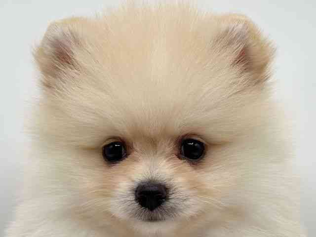 香川県のポメラニアン (ひごペットフレンドリーゆめタウン高松店/2025年8月9日生まれ/男の子/クリーム)の子犬の1枚目の画像
