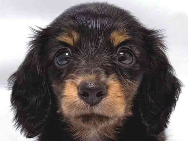 大阪府のミニチュアダックスフンド(ロング) (ひごペットフレンドリー堺プラットプラット店/2025年8月9日生まれ/男の子/ブラックタン)の子犬の1枚目の画像