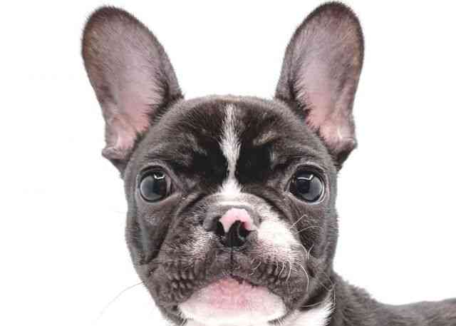 島根県のフレンチブルドッグ (ひごペットフレンドリーイオン松江ショッピングセンター店/2025年8月9日生まれ/女の子/ブリンドルホワイト)の子犬の1枚目の画像