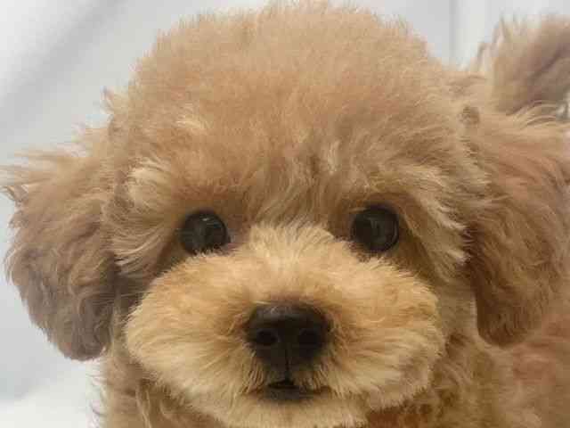 大阪府のトイプードル(トイ) (ひごペットフレンドリーイトーヨーカドー津久野店/2025年8月10日生まれ/男の子/レッド)の子犬の1枚目の画像