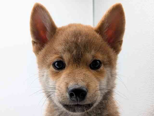 香川県の柴犬(標準サイズ) (ひごペットフレンドリーゆめタウン高松店/2025年8月9日生まれ/男の子/赤)の子犬の1枚目の画像