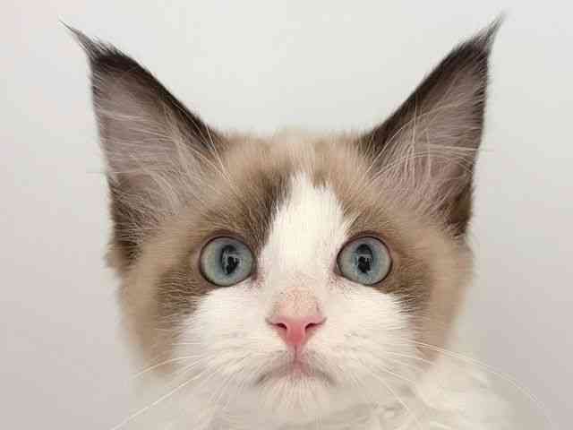 奈良県のラグドール (ひごペットフレンドリー田原本店/2025年8月5日生まれ/女の子/シールポイントバイカラー)の子猫の1枚目の画像