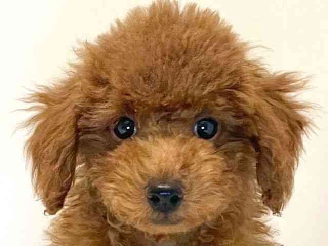 兵庫県のトイプードル(トイ) (ひごペットフレンドリーイトーヨーカドー明石店/2025年8月10日生まれ/女の子/レッド)の子犬の1枚目の画像