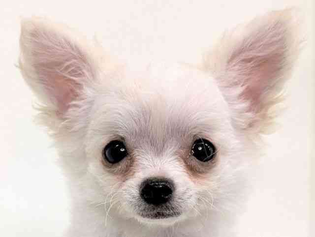 福岡県のチワワ(ロング) (ひごペットフレンドリーリバーウォーク北九州店/2025年8月8日生まれ/男の子/ホワイトクリーム)の子犬の1枚目の画像