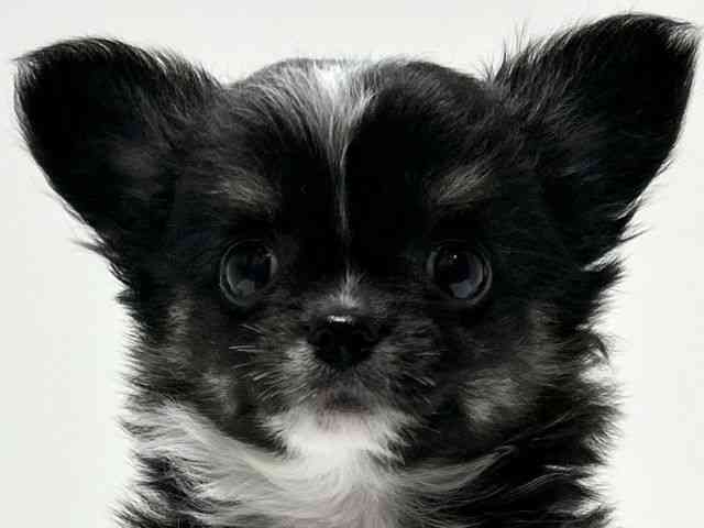 愛知県のチワワ(ロング) (ひごペットフレンドリーららぽーと名古屋みなとアクルス店/2025年8月8日生まれ/男の子/ブラックタンホワイト)の子犬の1枚目の画像