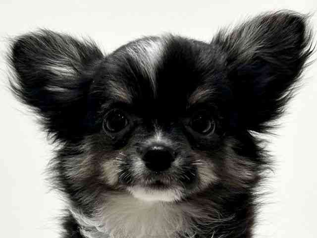 愛知県のチワワ(ロング) (ひごペットフレンドリーららぽーと名古屋みなとアクルス店/2025年8月8日生まれ/男の子/ブラックタンホワイト)の子犬の1枚目の画像