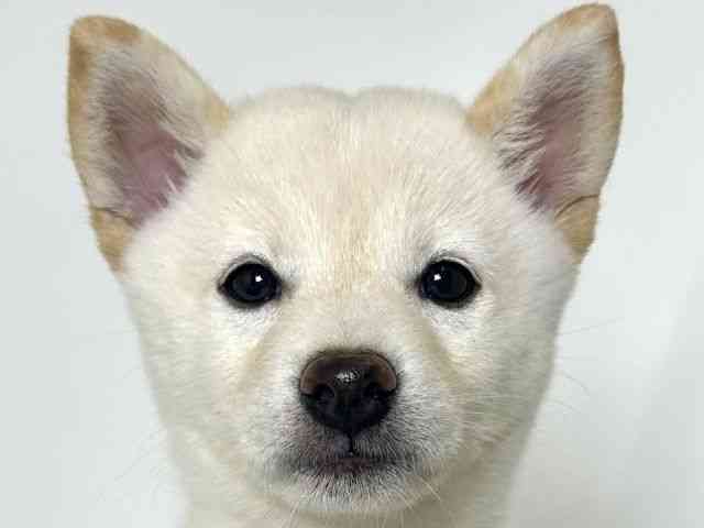 大阪府の柴犬(標準サイズ) (ひごペットフレンドリーアクロスプラザ住之江店/2025年8月4日生まれ/女の子/白)の子犬の1枚目の画像