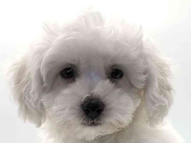 愛知県のビションフリーゼ (ひごペットフレンドリープライムツリー赤池店/2025年8月6日生まれ/女の子/ホワイト)の子犬の1枚目の画像