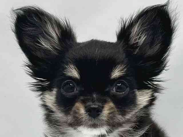 大阪府のチワワ(ロング) (ひごペットフレンドリーイトーヨーカドー津久野店/2025年8月8日生まれ/男の子/ブラックタンホワイト)の子犬の1枚目の画像