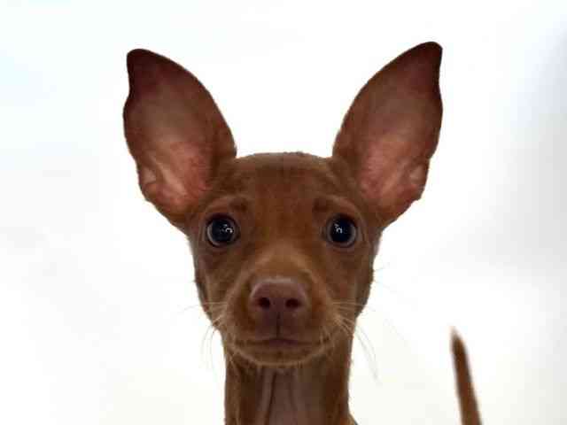 島根県のミニチュアピンシャー (ひごペットフレンドリーイオンモール出雲店/2025年8月5日生まれ/男の子/レッド)の子犬の1枚目の画像