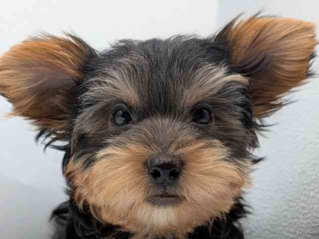 香川県のヨークシャーテリア (ひごペットフレンドリーゆめタウン高松店/2025年8月8日生まれ/男の子/スチールブルータン)の子犬の1枚目の画像