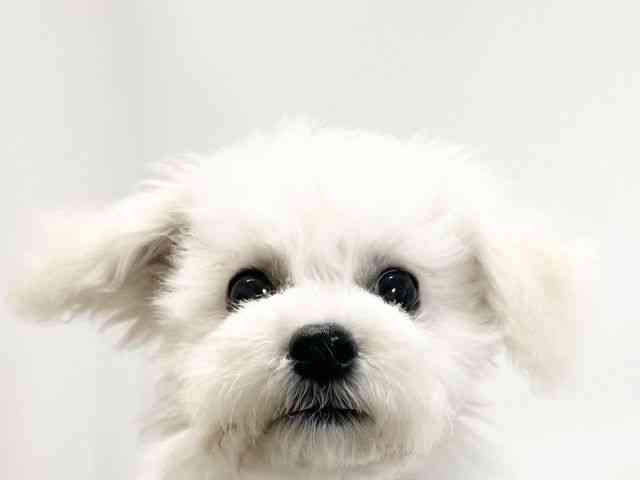 愛媛県のビションフリーゼ (ひごペットフレンドリーイオンモール今治新都市店/2025年8月10日生まれ/女の子/ホワイト)の子犬