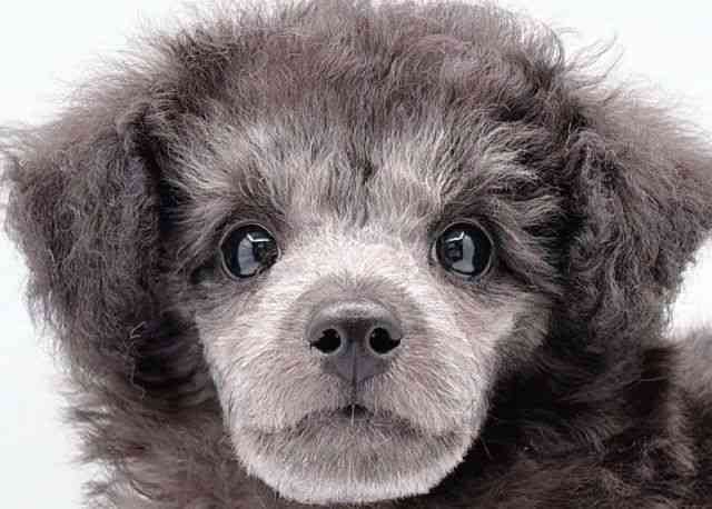 島根県のトイプードル(トイ) (ひごペットフレンドリーイオン松江ショッピングセンター店/2025年8月8日生まれ/男の子/シルバー)の子犬の1枚目の画像