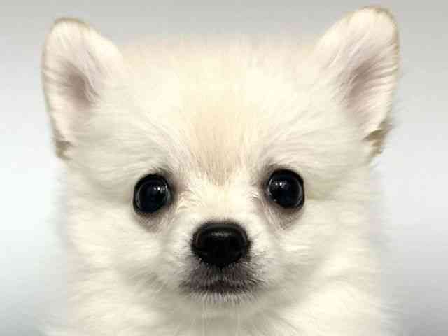 大阪府のポメチワ/チワポメ/ポメチー(ポメラニアン×チワワ) (ひごペットフレンドリー岸和田店/2025年8月10日生まれ/男の子/ホワイト)の子犬の1枚目の画像