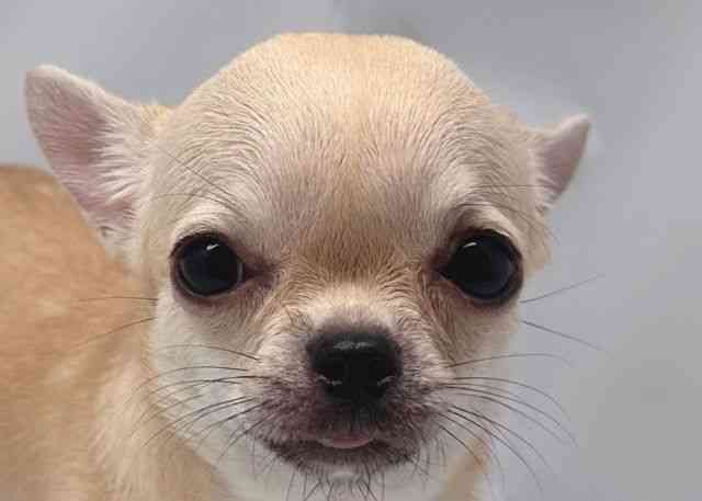 鳥取県のチワワ(スムース) (ひごペットフレンドリーイオンモール鳥取北店/2025年7月28日生まれ/女の子/クリーム)の子犬の1枚目の画像