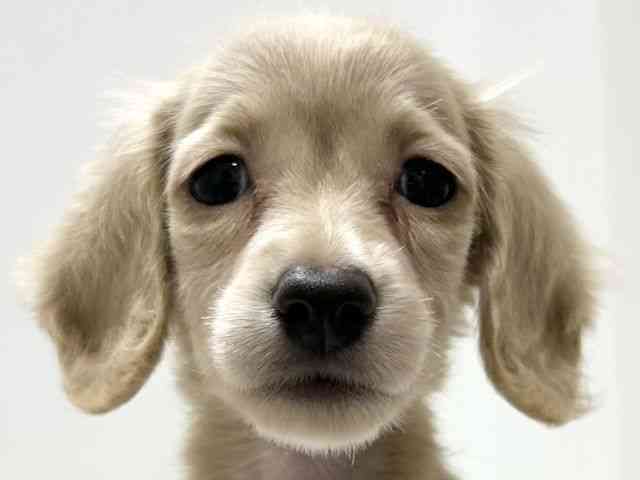 愛知県のミニチュアダックスフンド(ロング) (ひごペットフレンドリーららぽーと名古屋みなとアクルス店/2025年8月8日生まれ/女の子/イエロー)の子犬の1枚目の画像