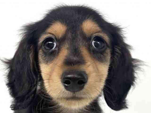 大阪府のミニチュアダックスフンド(ロング) (ひごペットフレンドリー瓜破店/2025年8月8日生まれ/男の子/ブラックタン)の子犬の1枚目の画像