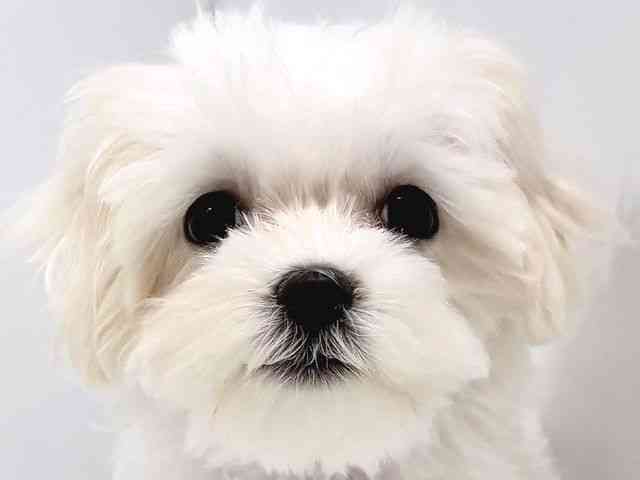 奈良県のマルチーズ (ひごペットフレンドリー奈良パワーシティ店/2025年8月6日生まれ/女の子/ホワイト)の子犬の1枚目の画像