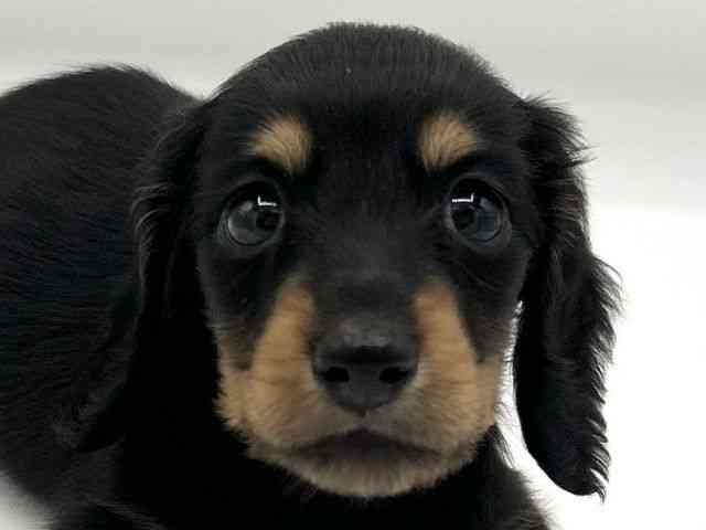 京都府のミニチュアダックスフンド(ロング) (ひごペットフレンドリーイオンモール高の原店/2025年8月9日生まれ/男の子/ブラックタン)の子犬の1枚目の画像