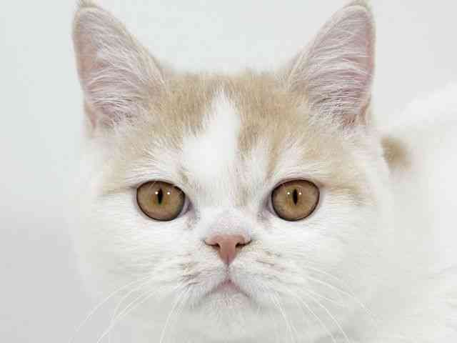 京都府のエキゾチック (ひごペットフレンドリーイズミヤショッピングセンター八幡店/2025年8月3日生まれ/男の子/クリームホワイト)の子猫の1枚目の画像