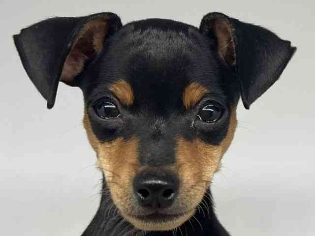 徳島県のミニチュアピンシャー (ひごペットフレンドリーゆめタウン徳島店/2025年8月9日生まれ/男の子/ブラックタン)の子犬の1枚目の画像