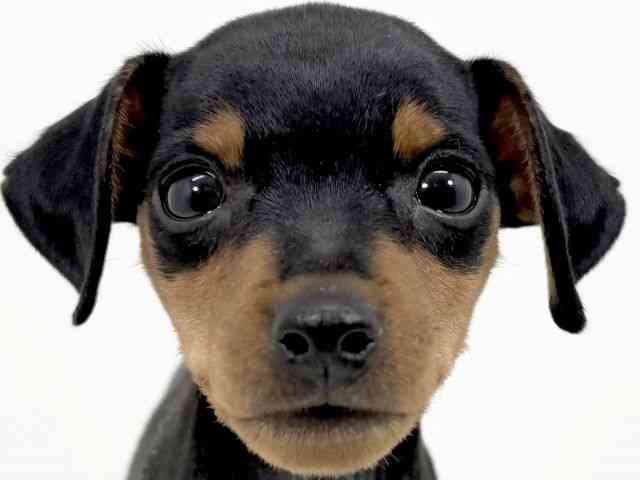 京都府のミニチュアピンシャー (ひごペットフレンドリーイズミヤショッピングセンター八幡店/2025年8月9日生まれ/男の子/ブラックタン)の子犬の1枚目の画像