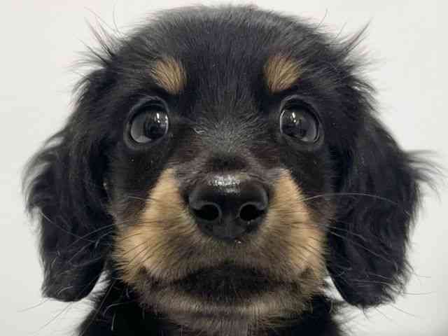 高知県のミニチュアダックスフンド(ロング) (ひごペットフレンドリーイオンモール高知店/2025年8月9日生まれ/男の子/ブラックタン)の子犬の1枚目の画像