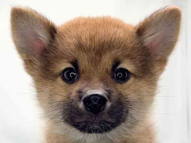 京都府のポメ柴/豆ポメ/ポメ豆柴(ポメラニアン×柴犬) (ひごペットフレンドリー洛北阪急スクエア店/2025年8月10日生まれ/男の子/オレンジ)の子犬の1枚目の画像