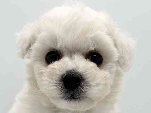 大阪府のビションフリーゼ (ひごペットフレンドリーみのおキューズモール店/2025年8月10日生まれ/男の子/ホワイト)の子犬の1枚目の画像