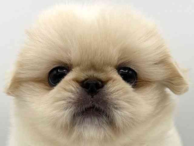 大阪府のペキニーズ (ひごペットフレンドリーららぽーとEXPOCITY店/2025年8月9日生まれ/女の子/ホワイト)の子犬の1枚目の画像