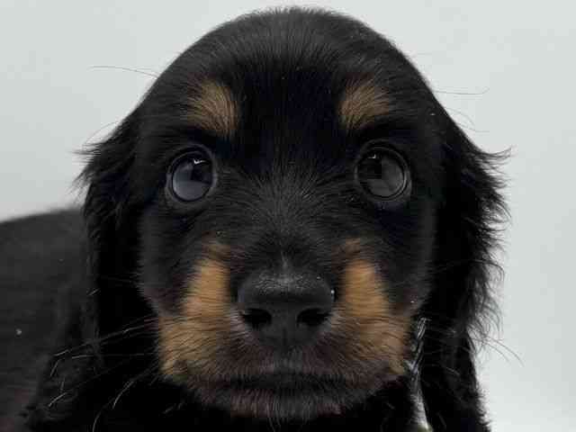 大阪府のミニチュアダックスフンド(ロング) (ひごペットフレンドリーみのおキューズモール店/2025年8月9日生まれ/男の子/ブラックタン)の子犬の1枚目の画像