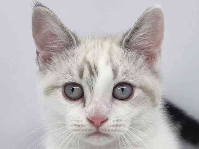 兵庫県のミヌエット (ひごペットフレンドリーイオンタウン加古川店/2025年8月5日生まれ/女の子/ライラック)の子猫の1枚目の画像