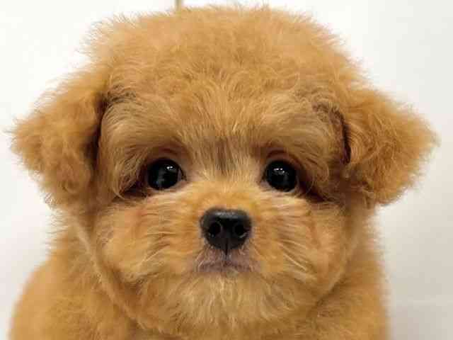 大阪府のハーフ犬・ミックス犬 (ひごペットフレンドリーイオンタウン茨木太田店/2025年8月10日生まれ/男の子/レッド)の子犬の1枚目の画像