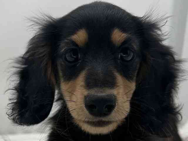 島根県のミニチュアダックスフンド(ロング) (ひごペットフレンドリーイオンモール出雲店/2025年8月9日生まれ/女の子/ブラックタン)の子犬の1枚目の画像