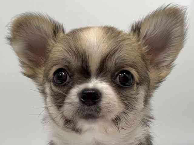 愛知県のチワワ(ロング) (ひごペットフレンドリーヴィアモール アピタ江南西店/2025年8月8日生まれ/女の子/フォーンホワイト)の子犬の1枚目の画像