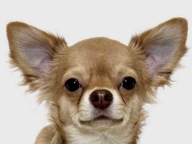 大阪府のチワワ(ロング) (ひごペットフレンドリーイオン高槻店/2025年8月8日生まれ/男の子/フォーン)の子犬の1枚目の画像